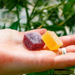 Essential Facts About Mushroom Gummies Oregon Regulations